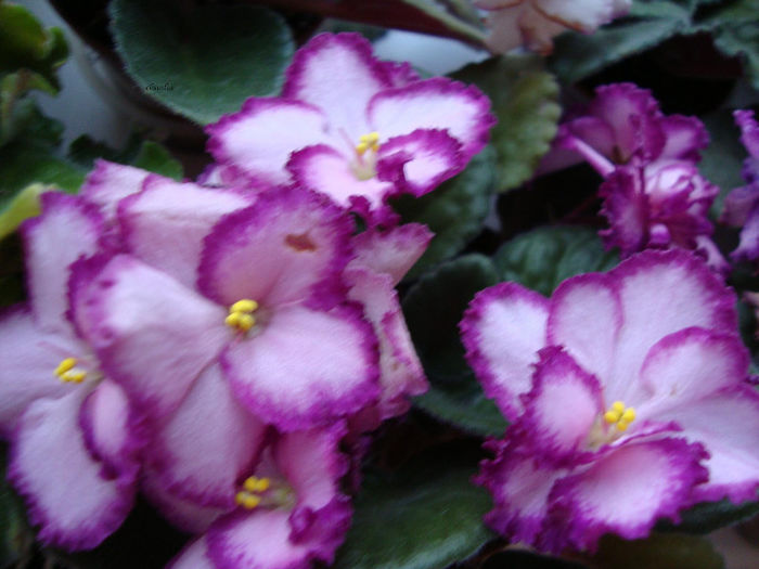 oachie easter bunny - Violete 2013