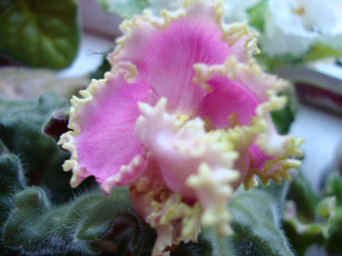 DSC06858 - Violete 2013