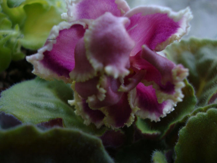 DSC06860 - Violete 2013