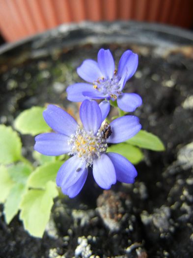 Pericallis x hybrida Blue (2013, April 08) - Pericallis x hybrida Blue