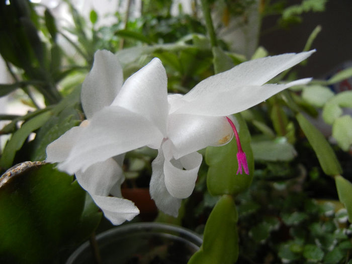 White Schlumbergera (2013, April 08)