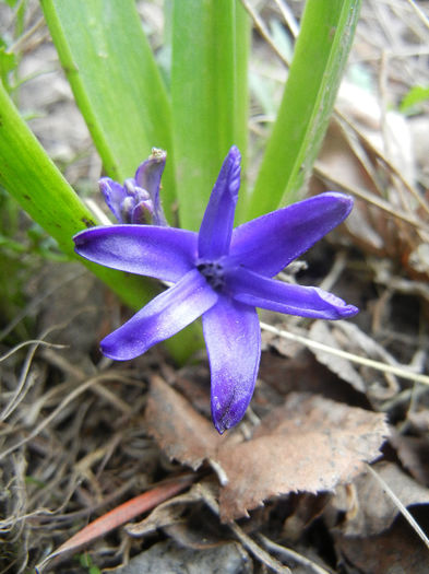 Dark Blue Hyacinth (2013, April 07) - ZAMBILE_Hyacinths