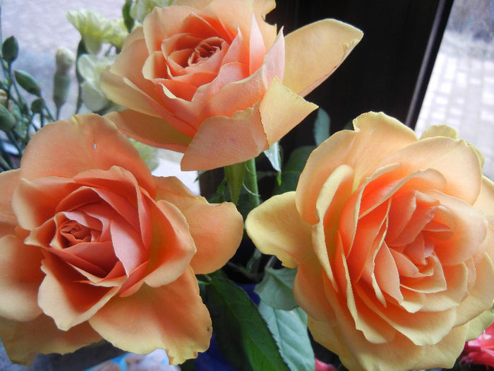 Orange roses, 24feb2013 - TRANDAFIRI in culori
