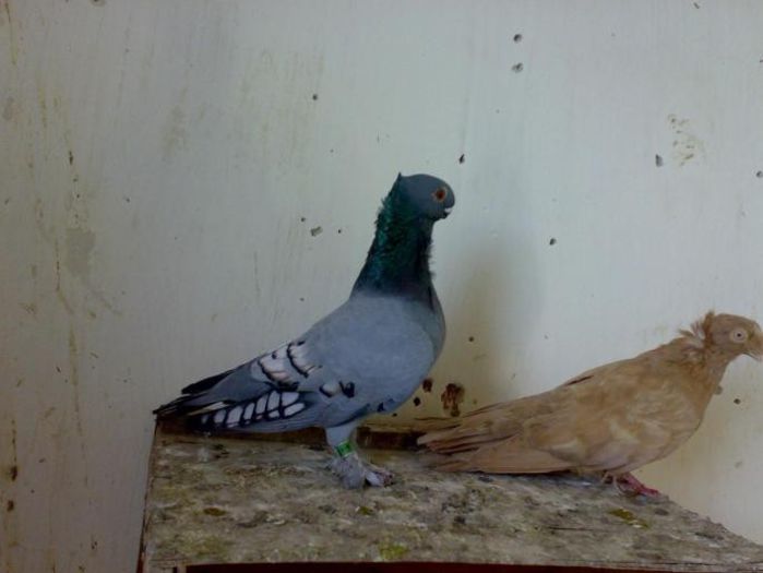 blondineta si femeal Beloslatinski