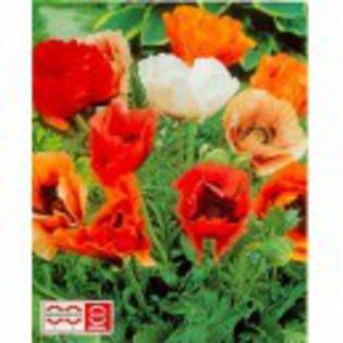 papaver-orientale-pizzicato; comanda plant_shop
