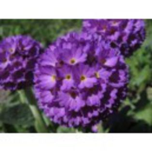 primula-denticulata-lilac