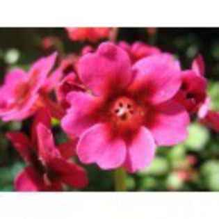 primula-japonica-miller-s-crimson