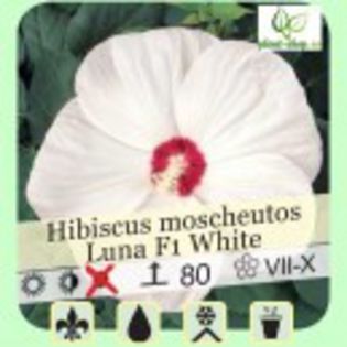 hibiscus-moscheutos-luna-f1 - 1ACHIZITII 2013