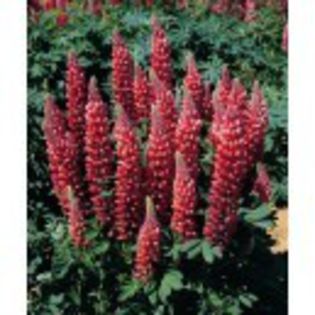 lupinus-polyphyllus-gallery-red-shades- - 1ACHIZITII 2013