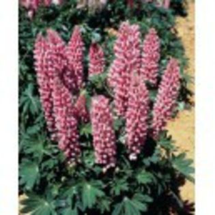 lupinus-polyphyllus-gallery-rose-shades- - 1ACHIZITII 2013