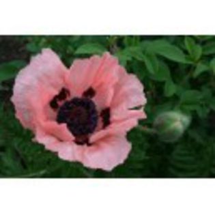 papaver-orientale-konigin-alexandra-