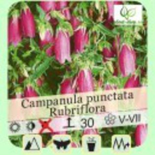 campanula-punctata-rubriflora-