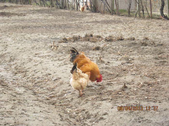 IMG_1760 - Aprilie la tara