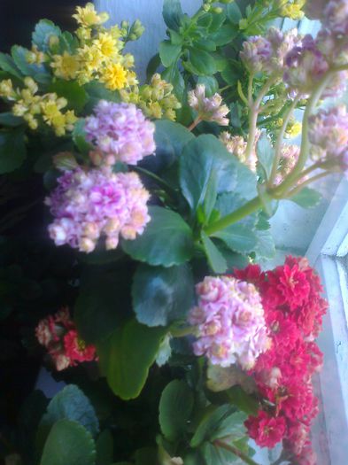 kalanchoe