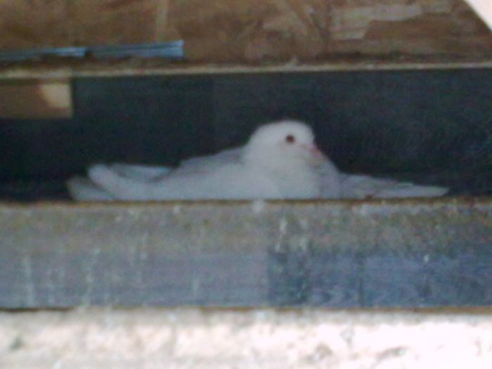 Picture 292 - Nu sunt de rasa dar imi plac foarte mult porumbei albi