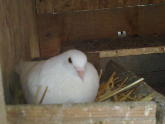 Picture 293 - Nu sunt de rasa dar imi plac foarte mult porumbei albi