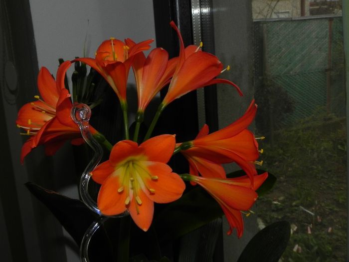  - Clivia Orange