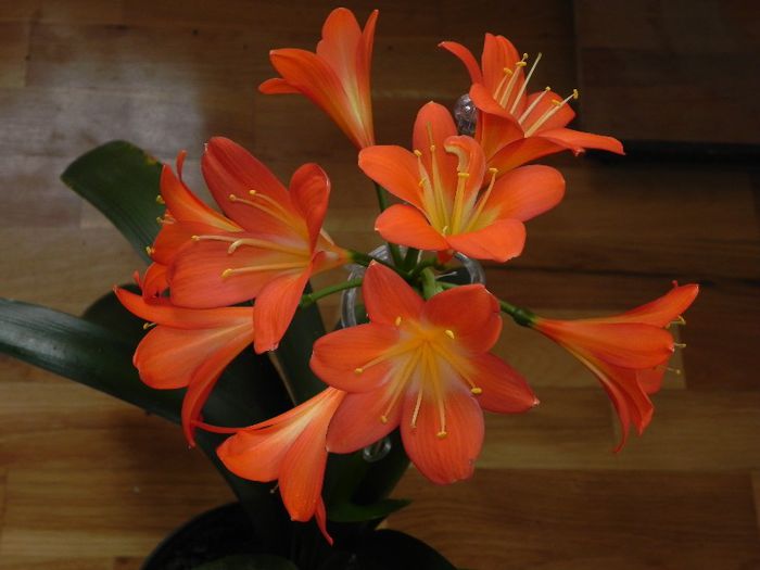  - Clivia Orange