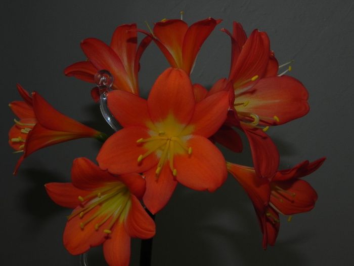  - Clivia Orange