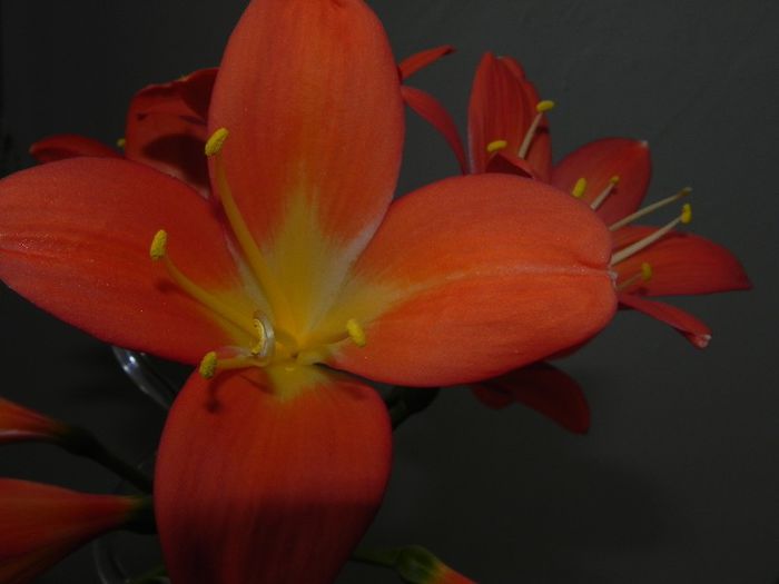  - Clivia Orange