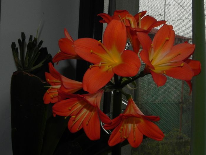  - Clivia Orange