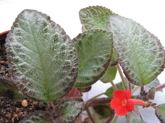 Aceeasi necunoscuta - Episcia 2013