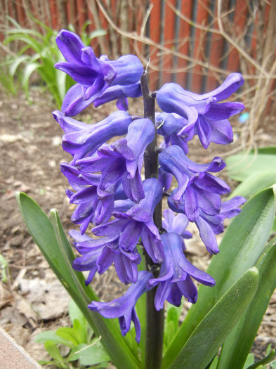 Hyacinth Peter Stuyvesant (2013, Apr.09)