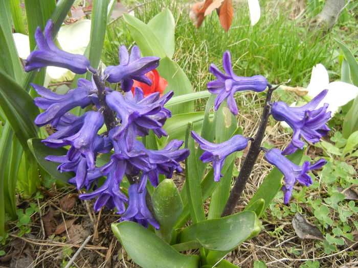 Hyacinth Peter Stuyvesant (2013, Apr.09) - Hyacinth Peter Stuyvesant