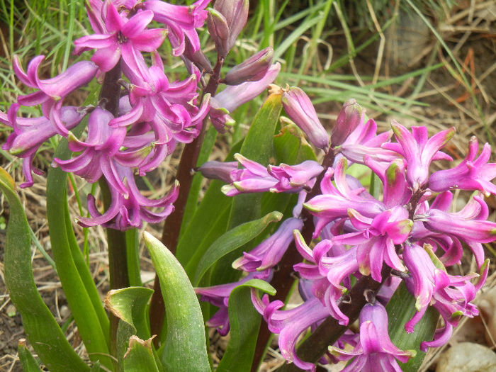 Hyacinth Amethyst (2013, April 09)