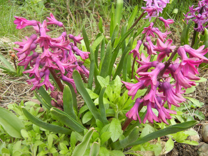 Hyacinth Woodstock (2013, April 09)