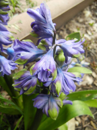 Hyacinth Isabelle (2013, April 09)