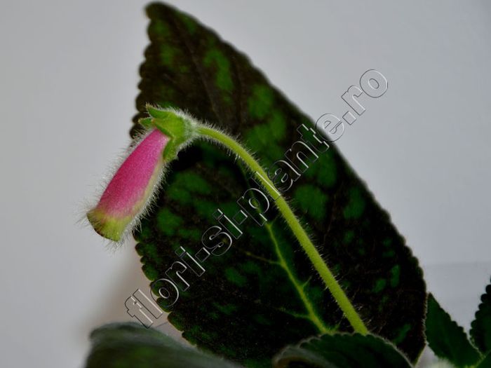 Kohleria Jessica (ni)