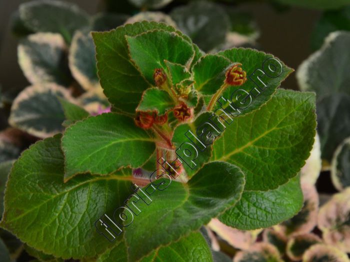 Kohleria Lena (ni)