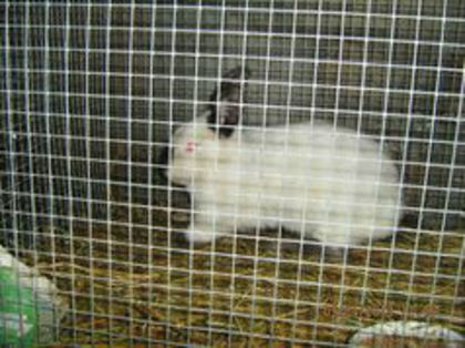 88074468_MGACDJW; mascul 4,5luni
