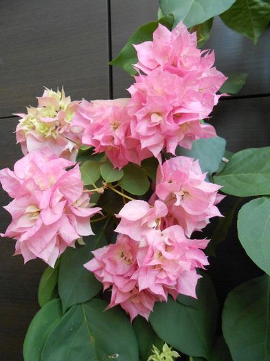 Pagoda Pink detaliu floare - bougainvilllea disponibile epuizat