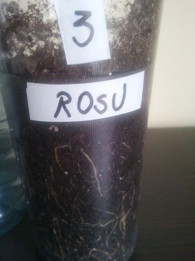 Rosu3 radacini - bougainvilllea disponibile epuizat