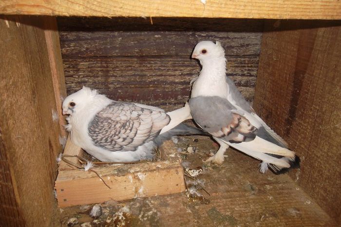 perechea 2 de satineti