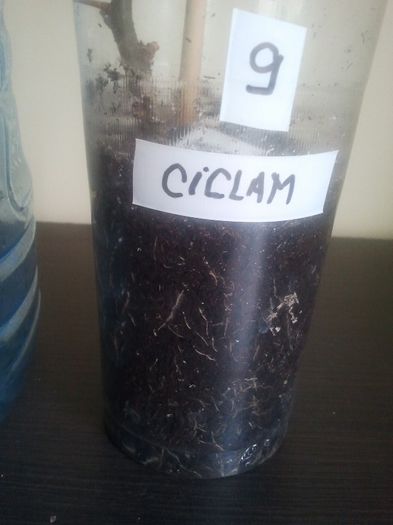 ciclam9 radacini