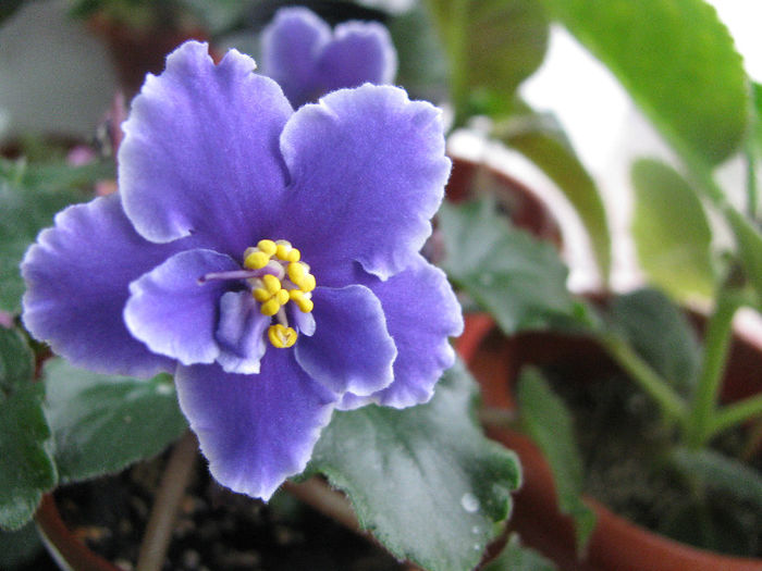 IMG_2746 - violete 2013