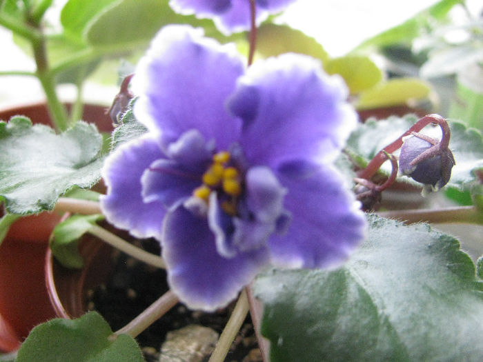 IMG_2747 - violete 2013