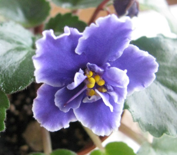 IMG_2772 - violete 2013