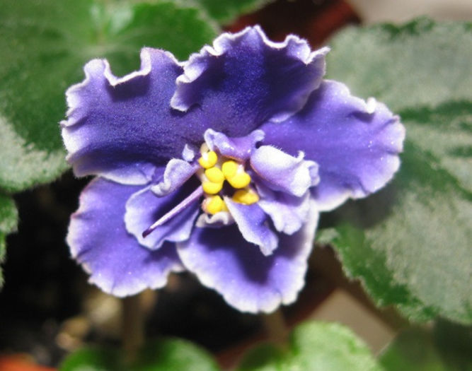 IMG_2774 - violete 2013