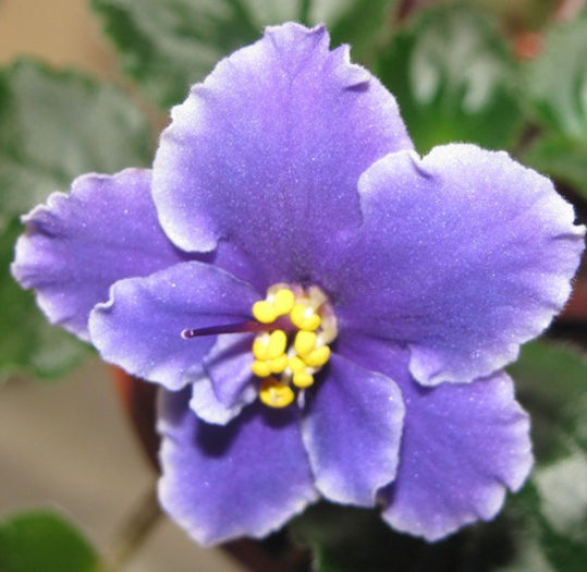 IMG_2775 - violete 2013