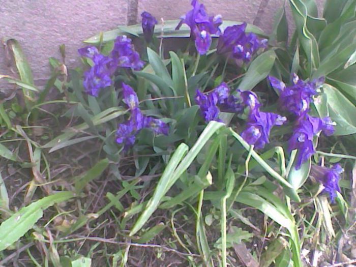 irisi pitici