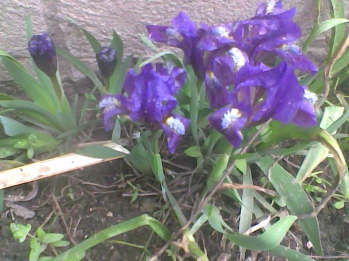 irisi pitici