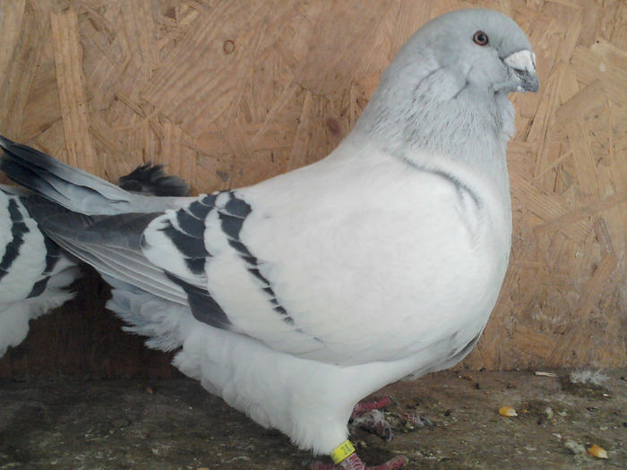 DORU POPA.GRADINARI- MASCUL