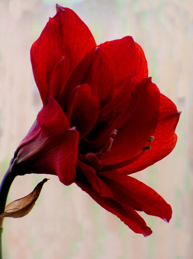 09.04.2013 - AMARYLLIS Hippeastrum