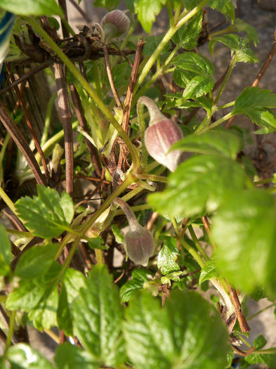 Maidwell Hall 09.04.2013 - CLEMATIS 2013