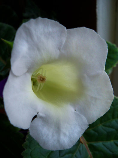 09.04.2013 - GLOXINIA 2012 SI 2013