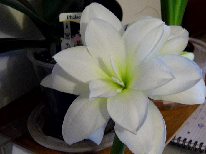 IMG_0012 - Amaryllis